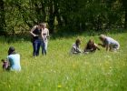 Pflanzenbestimmung in der Wiese.jpg