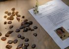selbstgemachte Thymianbonbons.jpg