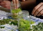Fichtenwipfel-Sirup, selbst hergestellt.jpg
